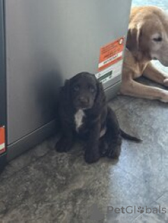 Foto №4. Ich werde verkaufen amerikanischer cocker spaniel in der Stadt Bella. züchter - preis - verhandelt