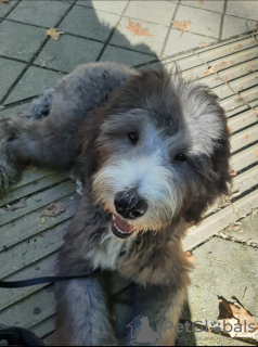 Foto №2 zu Ankündigung № 125041 zu verkaufen pudel (royal) - einkaufen Deutschland züchter