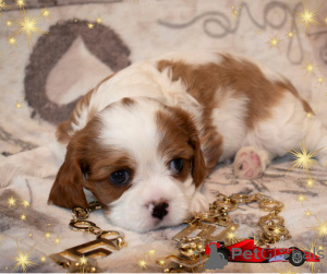 Foto №3. Welpen Kavalierkönig Charles Spaniel. Weißrussland