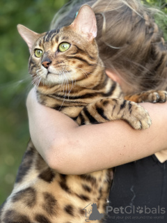 Zusätzliche Fotos: Wunderschöne Bengalkatze GrandInterChampion der Rasse