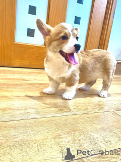 Foto №3. Welsh Corgi Pembroke Welpen.. Dänemark