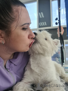 Foto №1. west highland white terrier - zum Verkauf in der Stadt Edinburgh | 744€ | Ankündigung № 146679