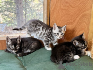 Foto №1. bengal katzenrasse - zum Verkauf in der Stadt Verkäufer | 900€ | Ankündigung № 172430