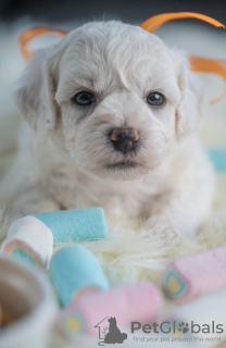 Foto №4. Ich werde verkaufen bichon frisé in der Stadt Loznica. züchter - preis - verhandelt