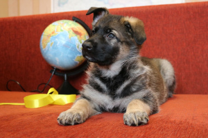 Foto №1. osteuropäischer schäferhund - zum Verkauf in der Stadt Soligorsk | verhandelt | Ankündigung № 1223