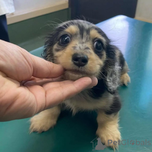 Foto №4. Ich werde verkaufen dackel in der Stadt Helsinki.  - preis - 550€