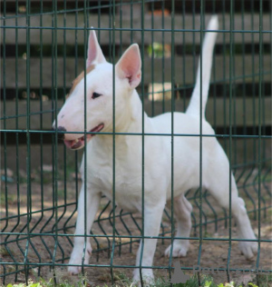 Zusätzliche Fotos: Miniatur-Bullterrier-Welpen