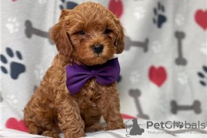 Foto №3. Wunderschöne Cavapoo-Welpen zur kostenlosen Adoption. Deutschland