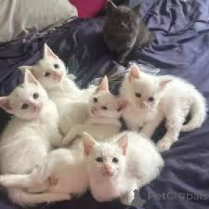 Foto №1. siamkatze - zum Verkauf in der Stadt Amsterdam | 500€ | Ankündigung № 162801