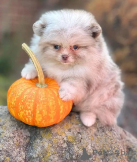 Foto №2 zu Ankündigung № 132034 zu verkaufen pommersche spitz - einkaufen Estland 