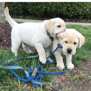 Foto №3. ROWDY Rüde 8 Wochen Welpe ID 692373 Geburtsdatum 25. September 2021 Verfügbar. USA