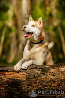 Foto №3. Der hübsche Husky Hart ist in guten Händen. Russische Föderation