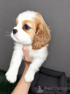 Foto №1. amerikanischer cocker spaniel, english cocker spaniel, english springer spaniel, welsh springer spaniel, irish water spaniel, perro de agua español, mastín español, cavalier king charles spaniel, cavalier king charles spaniel, clumber spaniel, russian spaniel, tibet-spaniel - zum Verkauf in der Stadt Vilnius | 1000€ | Ankündigung № 177702