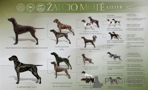 Foto №2 zu Ankündigung № 146050 zu verkaufen deutsch kurzhaar - einkaufen Litauen züchter