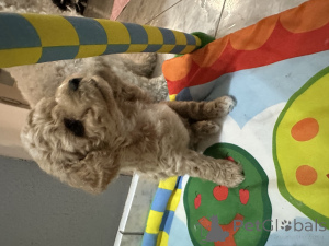 Foto №4. Ich werde verkaufen bichon frisé in der Stadt Wrocław. züchter - preis - 1550€