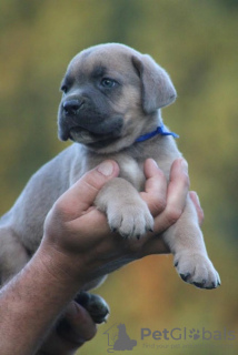 Zusätzliche Fotos: Cane Corso