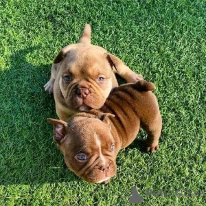 Foto №1. american bully, american pit bull terrier - zum Verkauf in der Stadt Berlin | 800€ | Ankündigung № 137154