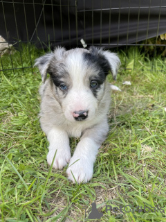 Foto №1. border collie - zum Verkauf in der Stadt New Orleans | 208€ | Ankündigung № 64139