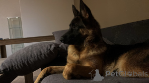 Foto №2 zu Ankündigung № 138677 zu verkaufen deutscher schäferhund - einkaufen Belgien quotient 	ankündigung, züchter