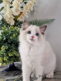 Foto №1. ragdoll-katze - zum Verkauf in der Stadt München | verhandelt | Ankündigung № 164799