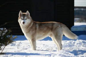 Zusätzliche Fotos: St. Petersburg Siberian Husky-Welpen werden zum Verkauf angeboten