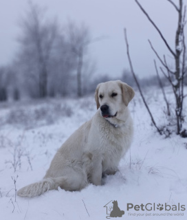 Foto №2 zu Ankündigung № 78615 zu verkaufen golden retriever - einkaufen Ukraine quotient 	ankündigung, züchter