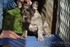 Zusätzliche Fotos: Exotische französische Bulldoggenwelpen