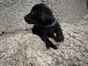 Foto №4. Ich werde verkaufen labrador retriever in der Stadt Manchester. züchter - preis - verhandelt