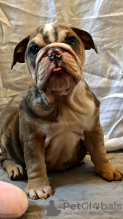 Foto №4. Ich werde verkaufen englische bulldogge in der Stadt Bonn. quotient 	ankündigung, züchter - preis - 400€