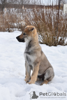 Foto №2 zu Ankündigung № 9721 zu verkaufen tschechoslowakischer wolfhund - einkaufen Russische Föderation quotient 	ankündigung