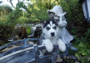 Foto №3. Blauäugige Siberian Husky-Welpen. USA