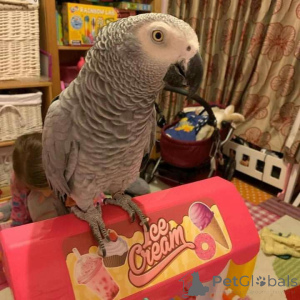 Foto №1. karelo-finnish laika, kavapu, kerry blue terrier, kromfohrländer - zum Verkauf in der Stadt Cairns | verhandelt | Ankündigung № 145250