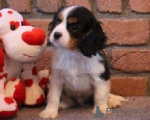 Foto №1. cavalier king charles spaniel - zum Verkauf in der Stadt Degerfors | verhandelt | Ankündigung № 55331