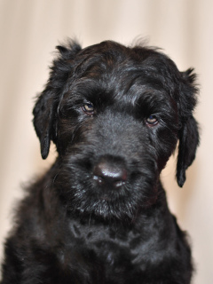 Foto №3. Welpen zu verkaufen Russischer Schwarzer Terrier.. Russische Föderation