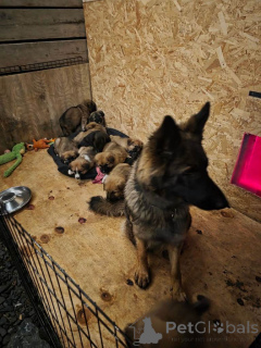 Foto №1. alano español - zum Verkauf in der Stadt Belfast | 380€ | Ankündigung № 166432