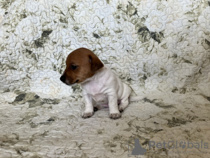 Foto №3. Welpen Jack Russell Terrier. Estland