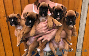Foto №1. deutscher boxer - zum Verkauf in der Stadt Gotland | 600€ | Ankündigung № 168258