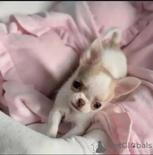 Foto №1.  - zum Verkauf in der Stadt Kappen | Frei | Ankündigung № 164728