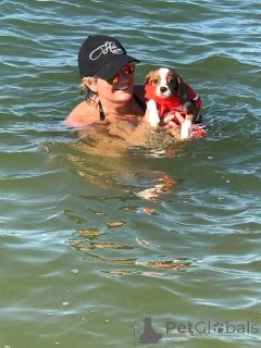 Foto №1. Cavalier King Charles Spaniel Welpen zu verkaufen in der Stadt Altoona. Price - 436€. Ankündigung № 164769