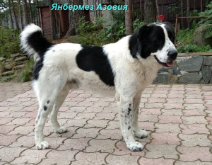 Zusätzliche Fotos: Zentralasiatischer Schäferhund Puppy White Boy