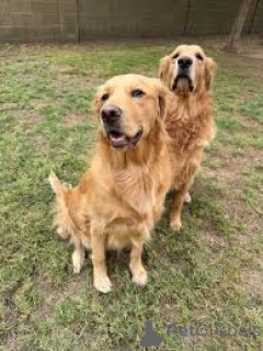 Foto №1. golden retriever - zum Verkauf in der Stadt Amsterdam | 1000€ | Ankündigung № 162432