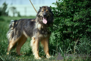 Foto №1. mischlingshund - zum Verkauf in der Stadt Москва | Frei | Ankündigung № 111121