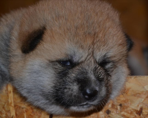 Foto №3. Akita Inu Welpen. Russische Föderation