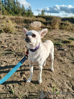 Zusätzliche Fotos: Ruhiger und sehr schöner Hund, 1 Jahr alt