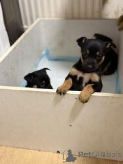 Foto №2 zu Ankündigung № 168829 zu verkaufen australian kelpie - einkaufen Australien züchter