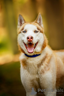 Foto №1. siberian husky - zum Verkauf in der Stadt Москва | Frei | Ankündigung № 120233