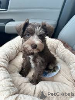 Foto №3. Chiots Schnauzer hat sich seiner neuen Familie angeschlossen. Frankreich
