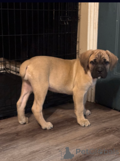 Foto №1. cane corso italiano - zum Verkauf in der Stadt Helsinki | 700€ | Ankündigung № 138402