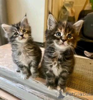 Foto №1. maine-coon-katze - zum Verkauf in der Stadt Berlin | 500€ | Ankündigung № 138850