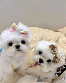 Foto №1. malteser - zum Verkauf in der Stadt Berlin | 350€ | Ankündigung № 160059